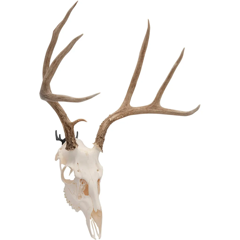 Allen Trophy Wall Hook 2 Pk.